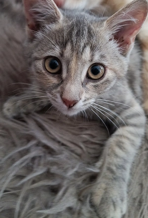 Nur noch 5 Kitten: Bonnie, Fiby, Rio, Lio & Kian suchen ihr Zuhause   