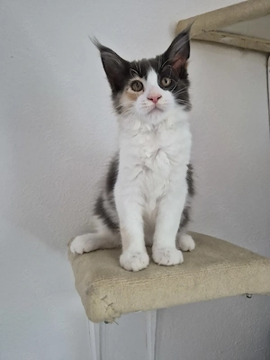 Maine Coon Kitten 