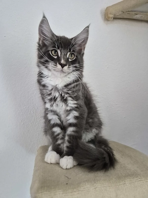 Maine Coon Kitten 