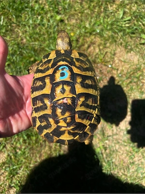 Griechische Landschildkröte Hermanni Hermanni 1.3 adulte 