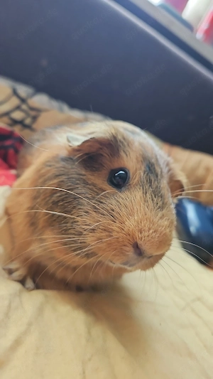 Meerschweinchen Damen 
