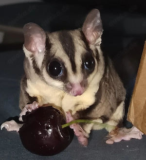 Hübsches Classic Grey Mädchen sucht geduldige Menschen
