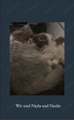 Liebevolles Übergangszuhause für Schmuseduo Nayla & Naolie gesucht!