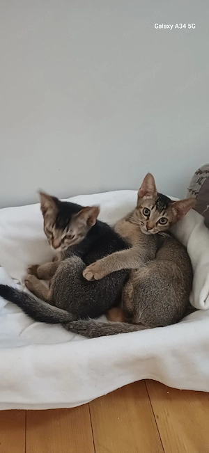 Wunderschönes Siam-Abessinier Mix Baby Kätzchen 
