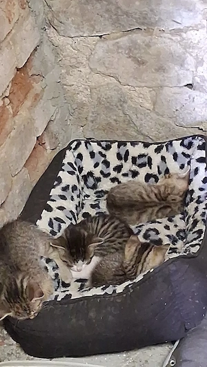 Junge Katzen 