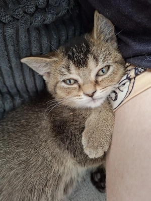 Britisch Kurzhaar BKH kitten Abgabebereit 