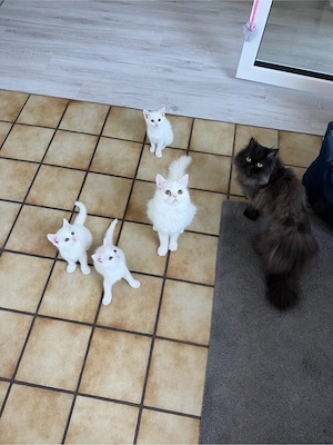 Zwei schneeweiße Kitten suchen gemeinsam ihr Für-immer-Zuhause