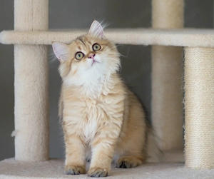 2 Wunderschöne golden Tabby BLH