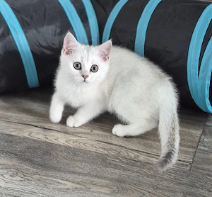BKH Kitten 2x geimpft 