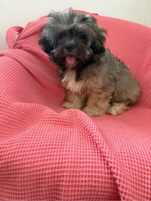 Shih-Tzu-Mix-Welpe wie Maltipo Mischling sucht  ein liebevolles Zuhause