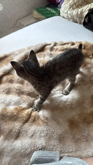 Bengal gemischt mit Brittisch Kurzharr
