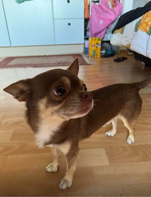 Verkaufe chihuahua  