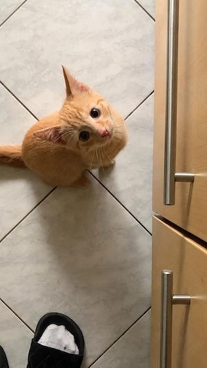 Liebevolle Maine Coon EKH Kitten-Dame sucht ein neues Zuhause     