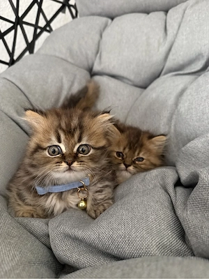 perserkitten
