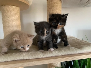 Maine Coon   Russisch blau Kitten Kätzchen