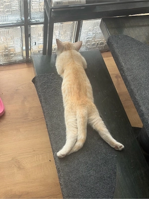 bkh kater britischkurzhaar