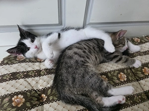 noch 2 kitten Katzenbabys getigert schwarz weiß Babykatze