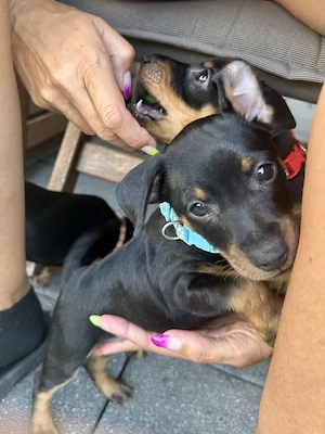reinrassige Zwergpinscher Welpen suchen ein Zuhause für immer 