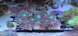 Koralle Clavularia viridis ableger 