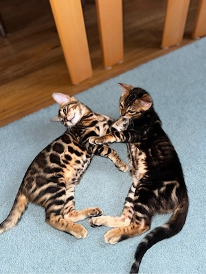 Bengal-Kätzchen zu verkaufen   Golden Rosetted Bild 7