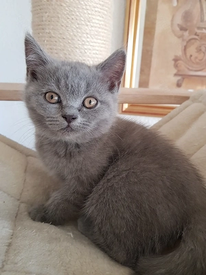 BKH Katerchen in BLAU sofort abgabebereit