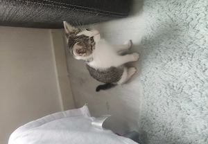Hallo Katze abzugeben 