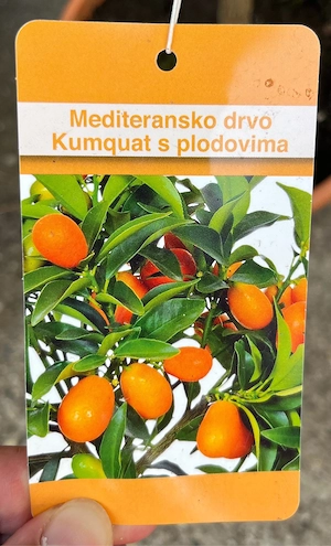 Kumquat Bäumchen