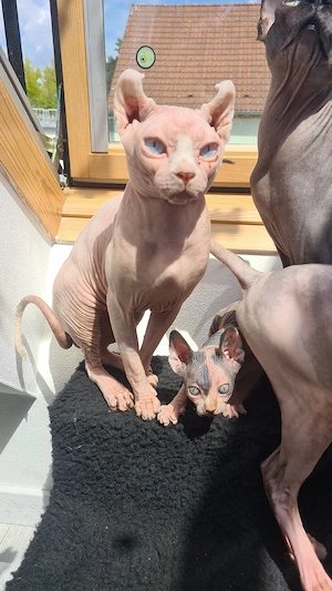 Sphynx Kitten Weiblich und Männlich 