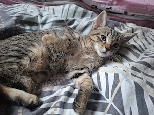 kitten 13 wochen alt abgabebereit