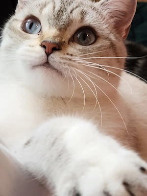 BKH Tabby Point 