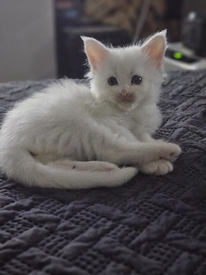 Wunderschöne Mainecoon kitten 