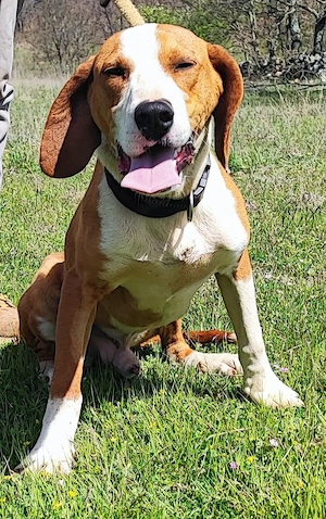 Jagdhund Bracke Rüde 2J aus Kroatien bundesweit ausreisebereit nach Adoption