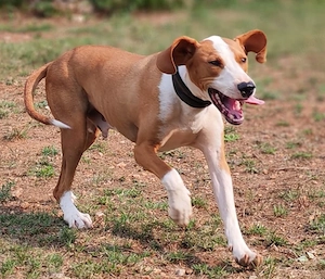 Jagdhund Bracke Rüde 2J aus Kroatien bundesweit ausreisebereit nach Adoption