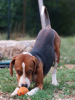 2J Jagdhund Bracke 20kg 50cm aus Kroatien bundesweit ausreisebereit nach Adoption