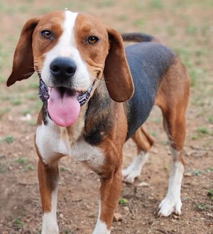 2J Jagdhund Bracke 20kg 50cm Rüde aus Kroatien bundesweit ausreisebereit nach Adoption