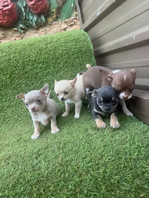    4 bezaubernde Chihuahua-Welpen suchen ein liebevolles Zuhause    
