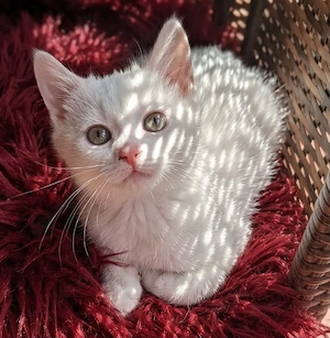 Siam   BKH Kitten  
