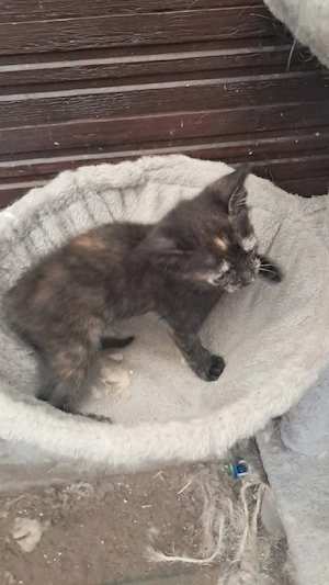  2 Babykatzen zuverkaufen