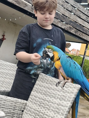 Gelbbrustara henne 7 Jahre 