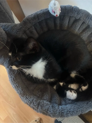 Hauskatze abzugeben 