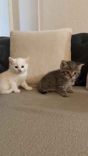 Süße Liebesvolle Baby katzen suchen ein neues Zuhause