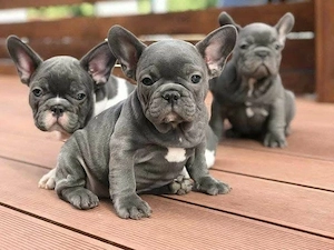 Französische Bulldogge welpen