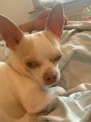 semmy sucht neues zuhause