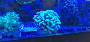 Euphyllia paraancora ableger 
