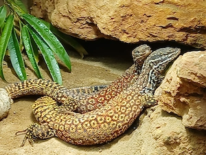 1,1 Varanus acanthurus