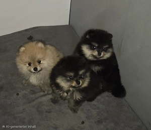 Pomeranian Welpen 