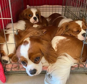 Cavalier king charles spaniel welpen