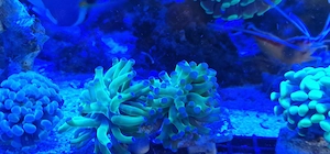 Euphyllia paradivisa ableger 