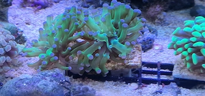 Euphyllia paradivisa ableger 