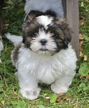 bezaubernde Shih Tzu Mixies